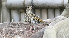 P1010137：トラツグミ