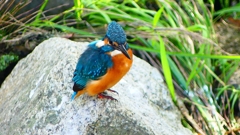 P2320802：カワセミ