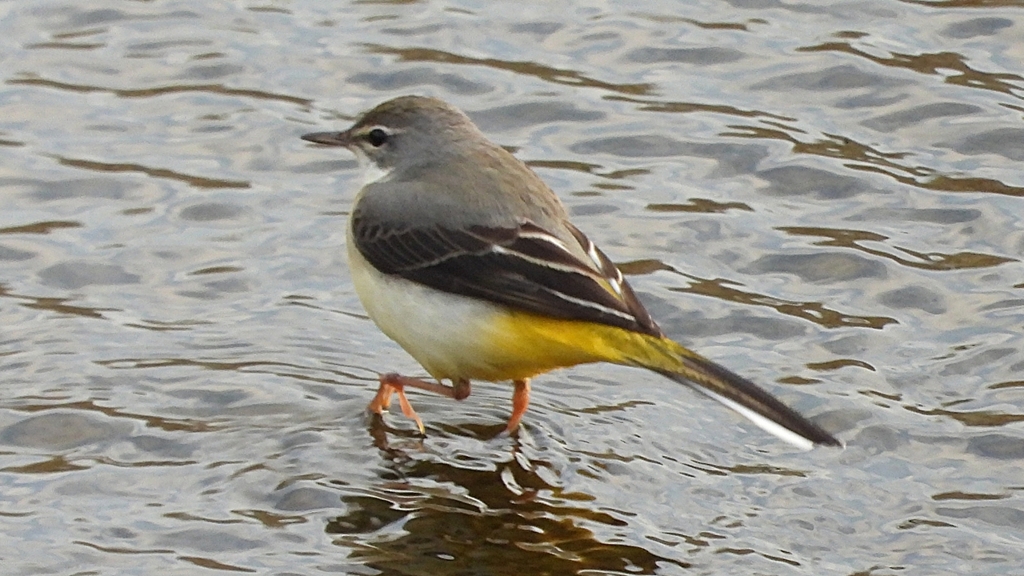 DSCN3566：キセキレイ