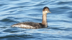 DSCN9340：ハジロカイツブリ