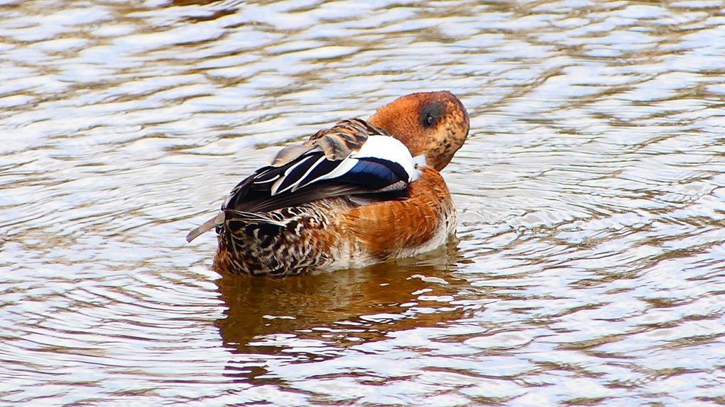 P2340119：ヒドリガモ