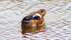 P2340119：ヒドリガモ