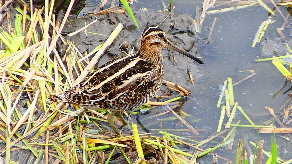 P2280812：タシギ