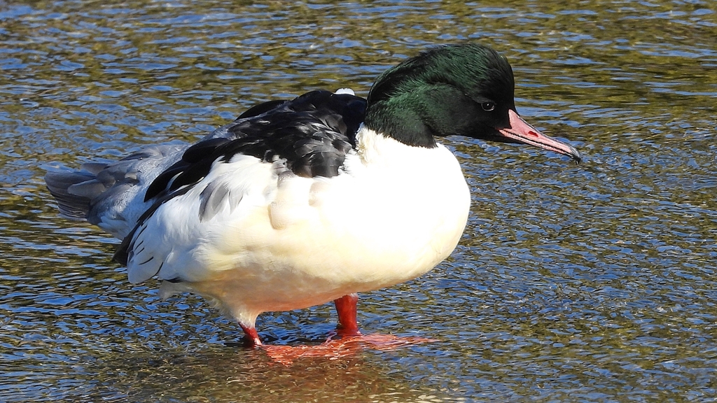 DSCN1504：カワアイサ（オス）