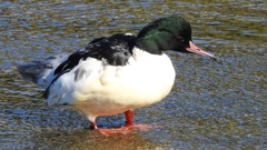 DSCN1504：カワアイサ（オス）