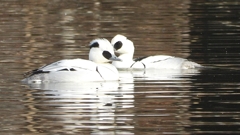 DSCN3214：ミコアイサ（オス）