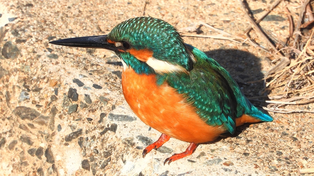 DSCN5907：カワセミ（オス）