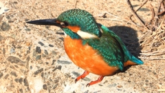 DSCN5907：カワセミ（オス）