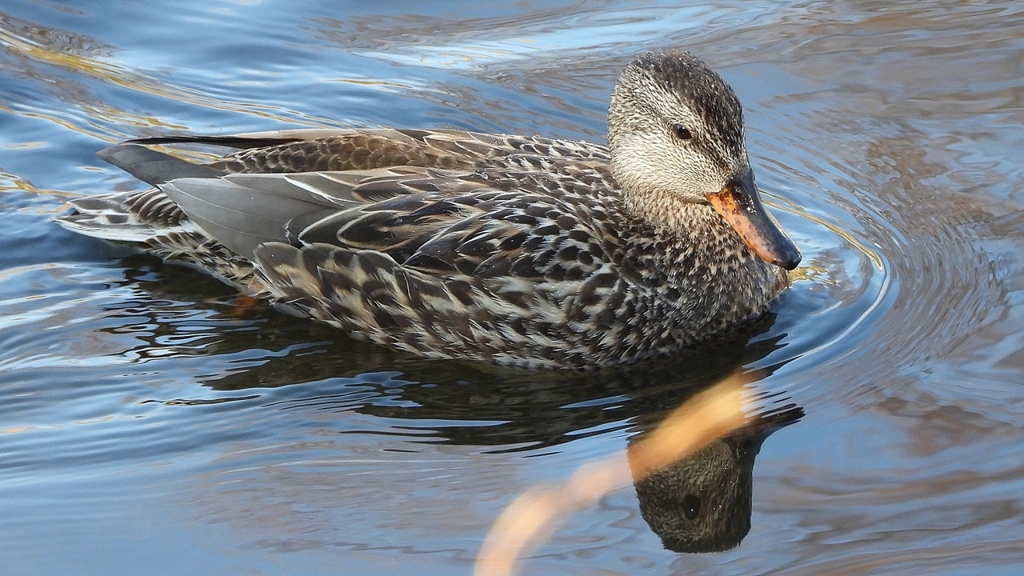 DSCN9701：オカヨシガモ（メス）