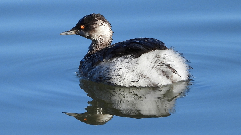 DSCN4990：ハジロカイツブリ