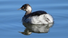 DSCN4990：ハジロカイツブリ