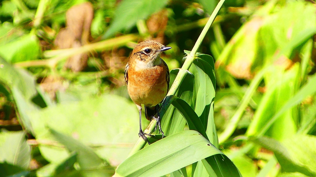P2300287：ノビタキ