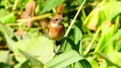 P2300287：ノビタキ