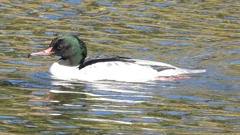 DSCN1790：カワアイサ（オス）