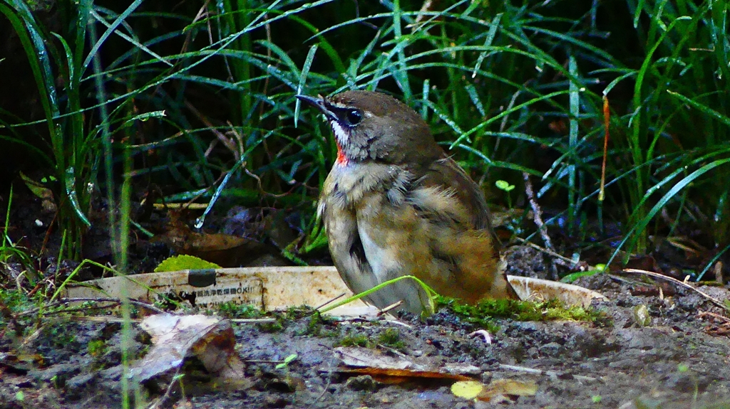 P2310659：ノゴマ（オス