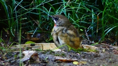 P2310659：ノゴマ（オス