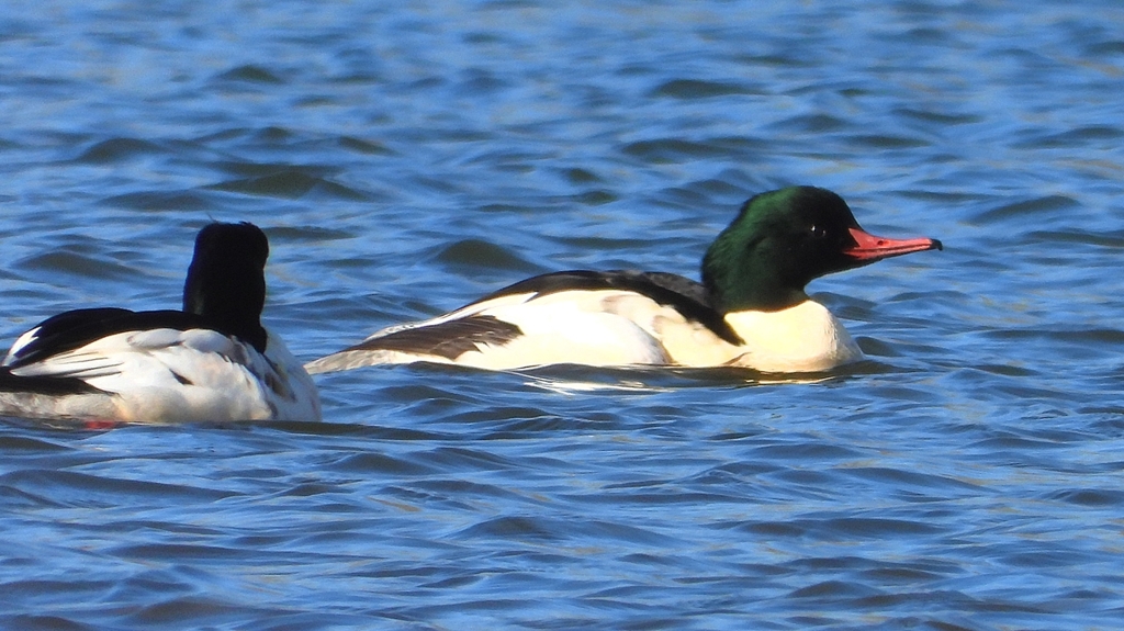 DSCN5821：カワアイサ