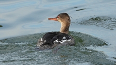 DSCN3177：ウミアイサ（オス）