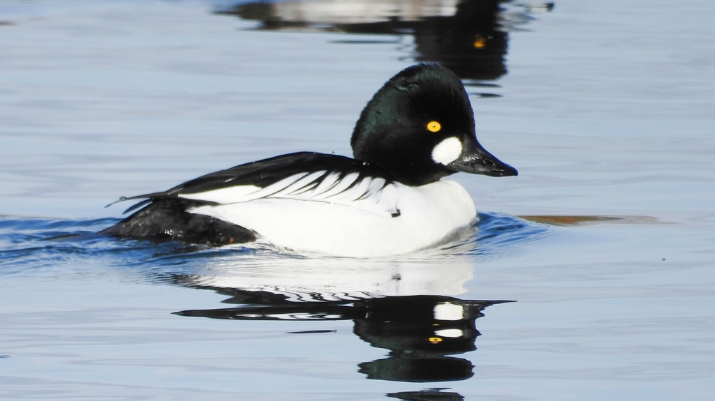 DSCN2818：ホオジロガモ（オス）