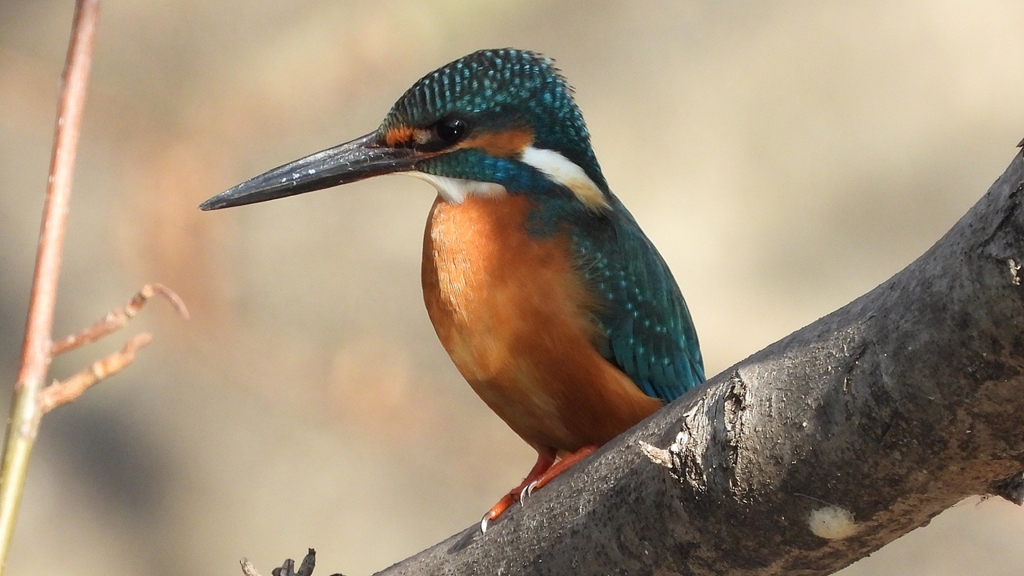 DSCN0629：カワセミ（オス）