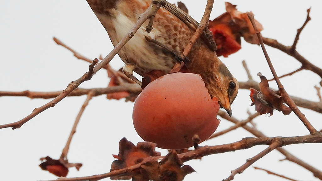 DSCN8591：ハチジョウツグミ