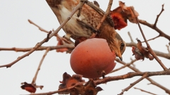 DSCN8591：ハチジョウツグミ