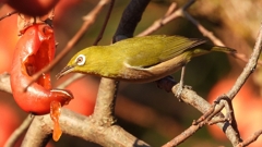 DSCN7663：メジロ