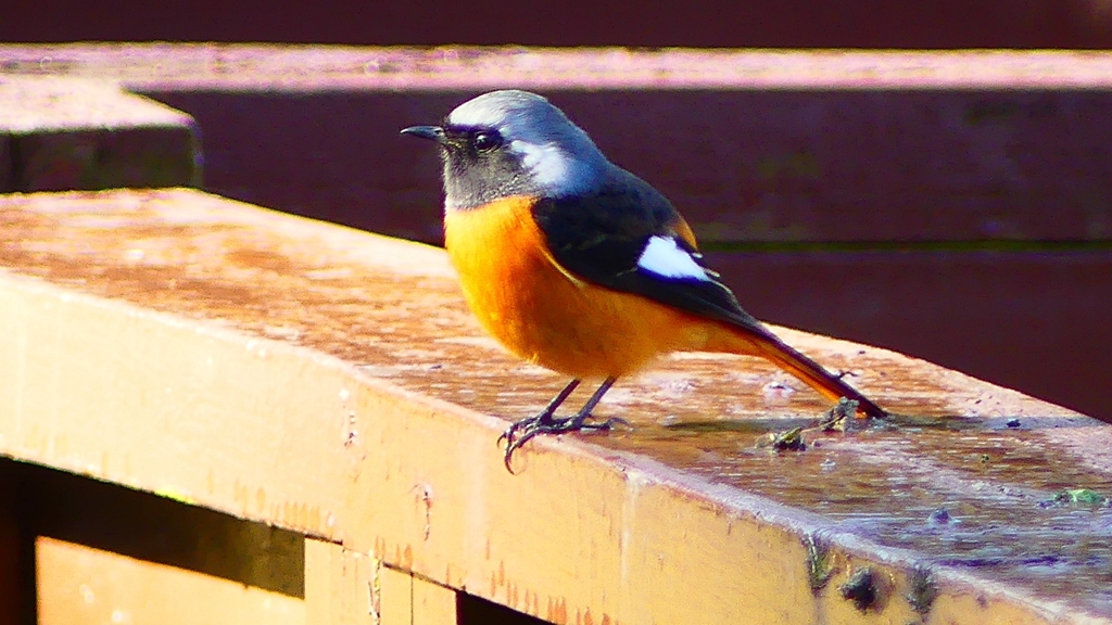 P2370524：ジョウビタキ（オス）