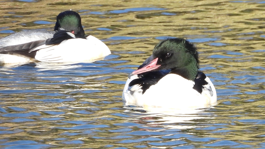 DSCN1982：カワアイサ（オス）