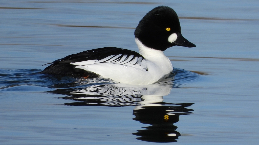 DSCN2834：ホオジロガモ（オス）