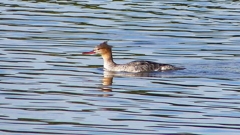 P2360891：ウミアイサ（メス）