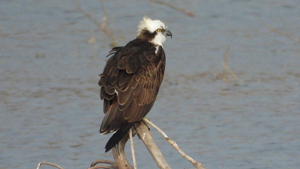 DSCN7371：ミサゴ