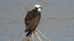 DSCN7371：ミサゴ