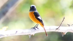 P2300494：ジョウビタキ（オス）