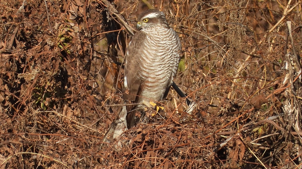 DSCN5433：ハイタカ