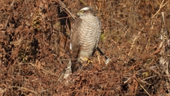 DSCN5433：ハイタカ