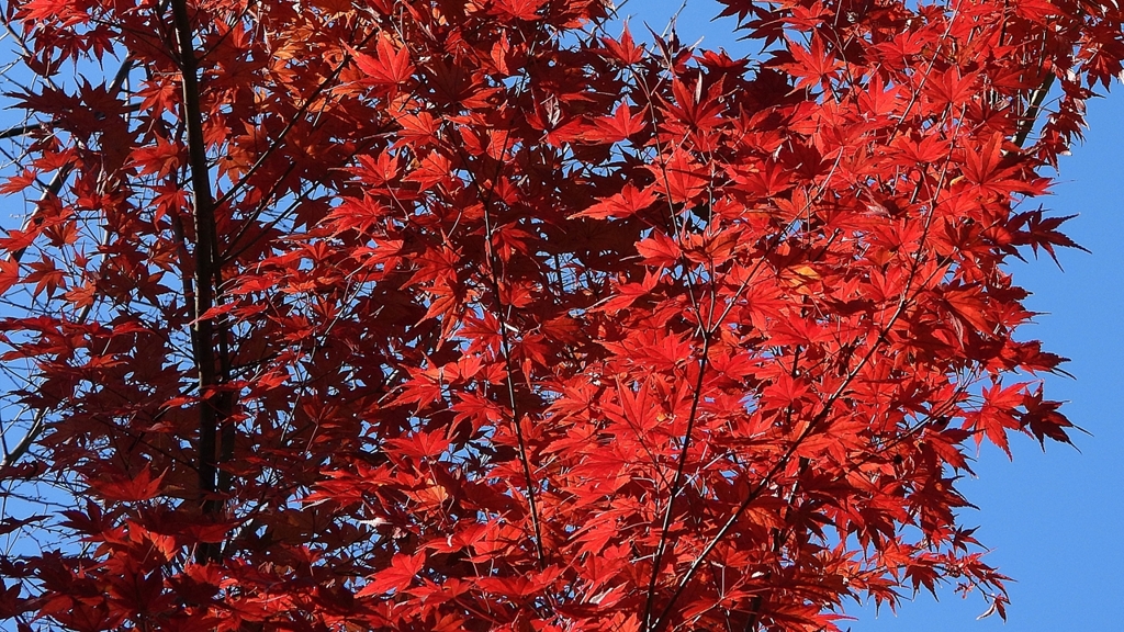 DSCN1302：紅葉
