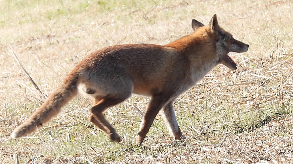 DSCN6749：キツネ