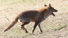 DSCN6749：キツネ