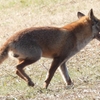 DSCN6749：キツネ