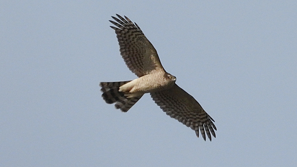 DSCN4211：飛ぶハイタカ