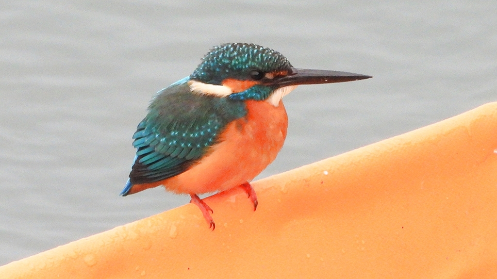 DSCN3366：カワセミ（オス）