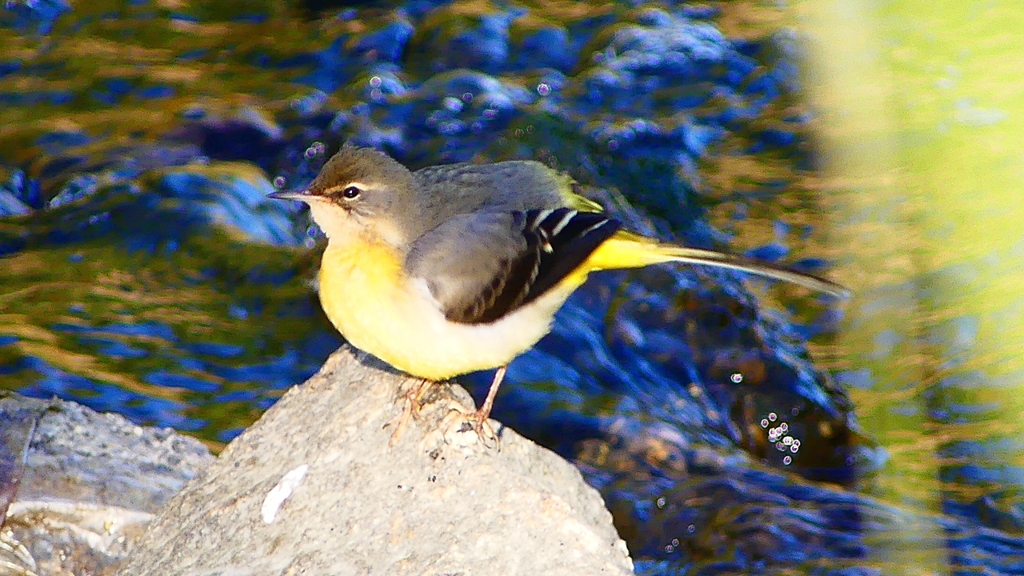 P2270021：キセキレイ