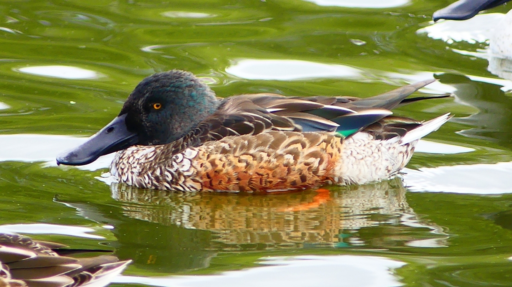 P2330781：ハシビロガモ