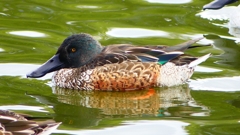 P2330781：ハシビロガモ