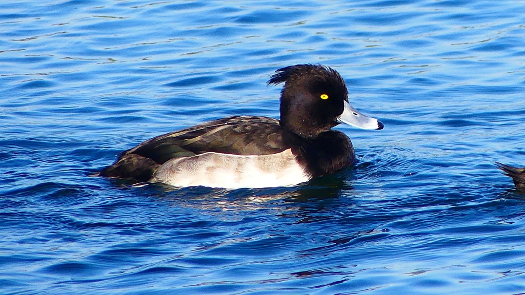 P2380435：キンクロハジロ（オス）