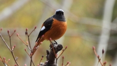 DSCN6180：ジョウビタキ（オス）