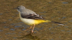 DSCN7537：キセキレイ