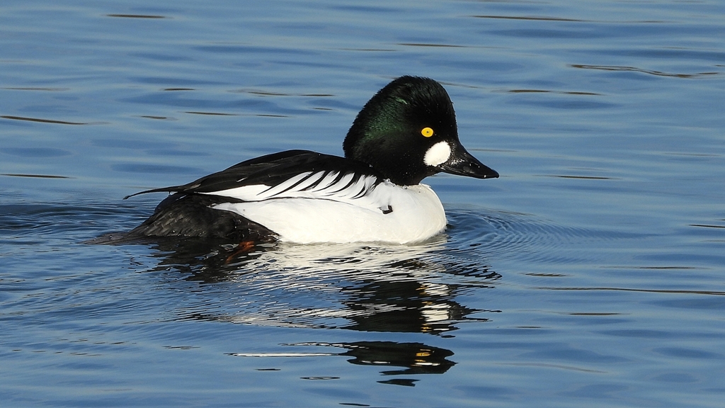 DSCN2575：ホオジロガモ（オス）