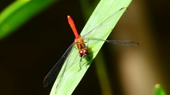 P2250727：マユタテアカネ（オス）